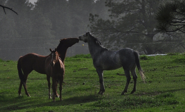 horses running in pasture, Echo Basin Road
